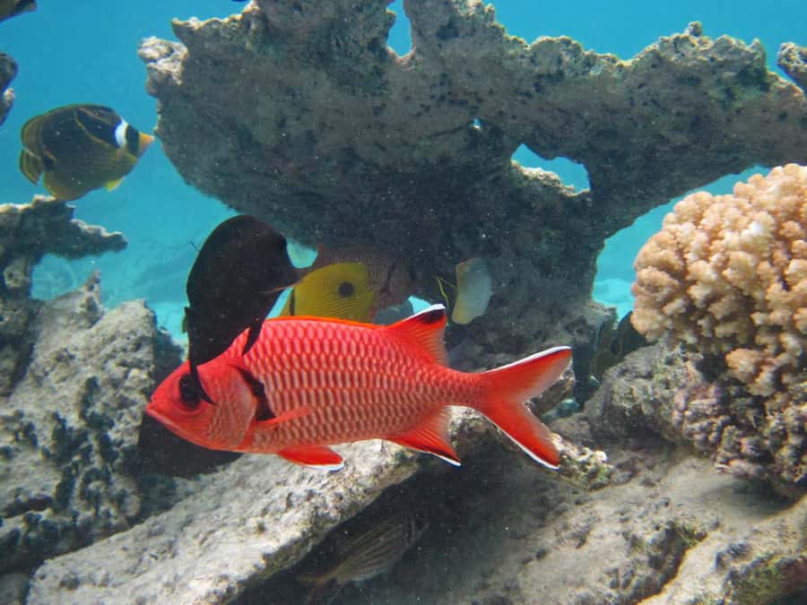 Blue Bay: Half-Day Snorkeling Trip with Creole Picnic Lunch - The Morning Flow from Blue Bay Public Beach Toward Point d’Esny