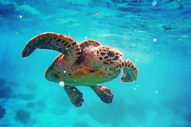 Blue Lagoon Bali Snorkeling Experience - Blue Lagoon and Tanjung Jepun: Two Spots, One Water Day