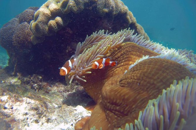 Blue Lagoon Bali Snorkeling Experience - Tanjung Jepun: A Second Chance When Conditions Shift
