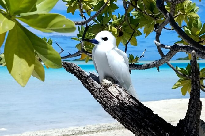BLUE LAGOON | Eco-tour | Snorkeling Avatoru | Secret Green Lagoon - Lunch on a private motu: local food, shade, and a slower pace