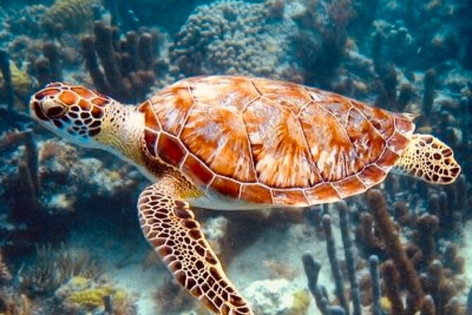 Blue Lagoon Snorkeling - Lunch - Kantolampo - Tibumana Waterfall - Hotel pickup and routing: one day, many Bali micro-regions