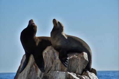 Boat ride to the Arch and Snorkel - Land’s End Rocks: Pelican Rock, Lover’s and Divorce Beach, and Sea Lions