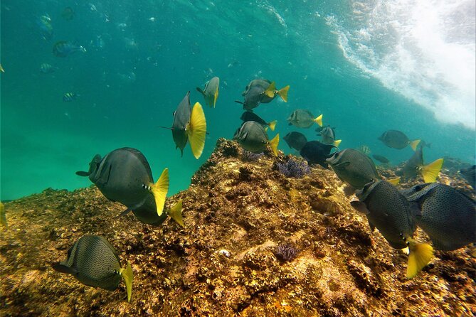 Boat ride to the Arch and Snorkel - The Sea of Cortez Cruise: Smooth Ride, Music, and Wildlife Scanning