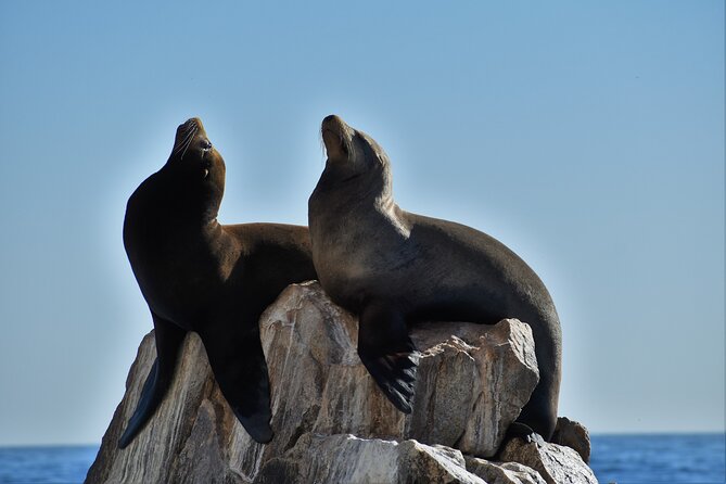 Boat ride to the Arch and Snorkel - Land’s End Rocks: Pelican Rock, Lover’s and Divorce Beach, and Sea Lions