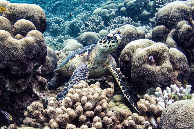 Boat Trip for Snorkeling Discovery of Corals - What You’ll See: Coral Life, Plus Fish Diversity
