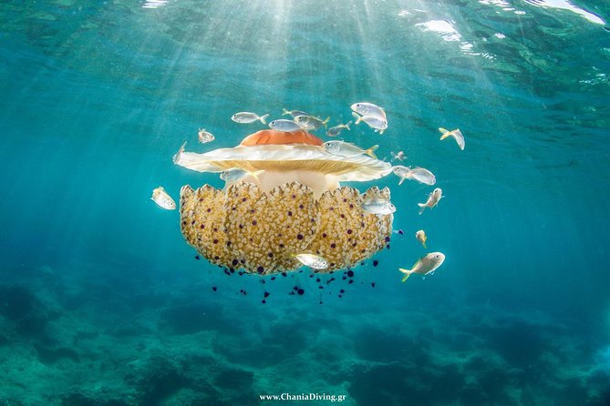 Boat Trip in Crete with Guided Snorkeling and Free Pick up! - Marathi Snorkeling Stop: Calm, Clear Water and No Pressure to Be an Expert
