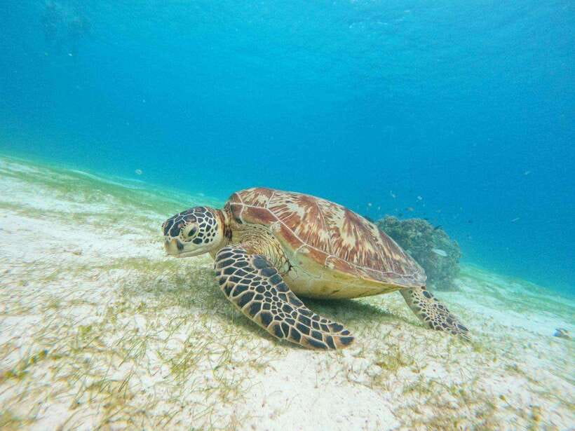 Bohol: Boat Tour to Sandbar and Snorkeling with Turtles - Price and value for a full day on Bohol’s water