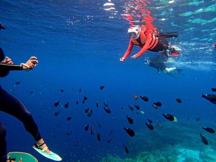Bohol: Boat Tour to Sandbar and Snorkeling with Turtles - Turtle sanctuary + coral reef: what you’re actually looking for