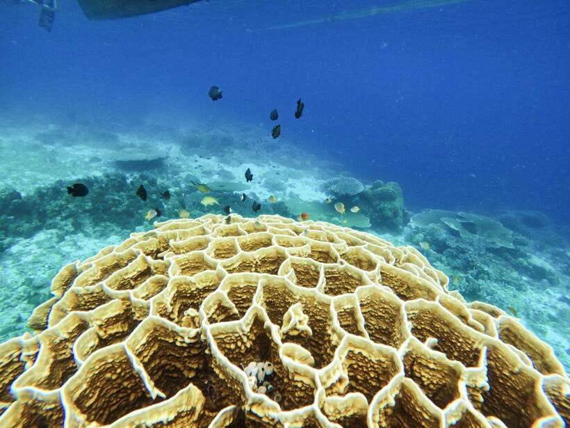 Bohol: Boat Tour to Sandbar and Snorkeling with Turtles - Who this tour fits best (and who should choose something else)