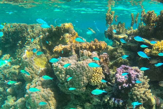 Bora Bora Combo Tour: Lagoon Cruise and 4WD Tour Including Snorkeling - Afternoon Lagoon Cruise: Calm-Water Snorkeling for Stingrays
