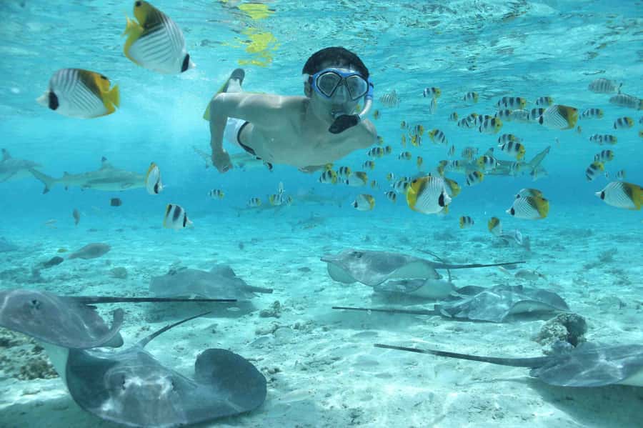 Bora Bora: Eco Shark and Snorkeling Safari - Bora Bora Shark Safari Key Highlights (What Makes It Worth Your Time)
