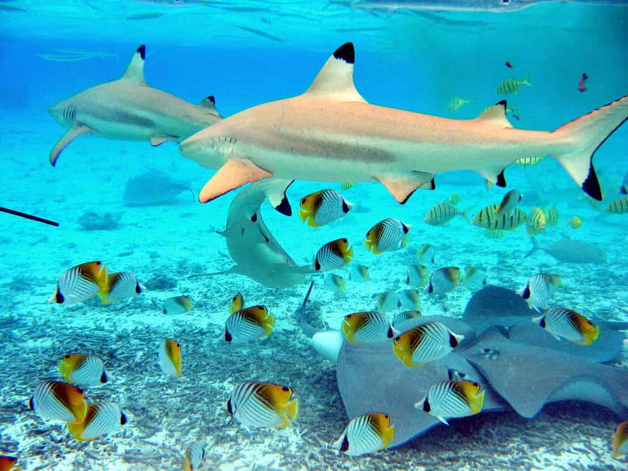 Bora Bora: Eco Shark and Snorkeling Safari - Getting From Your Hotel to the Lagoon: Simple Pickup, Real Start