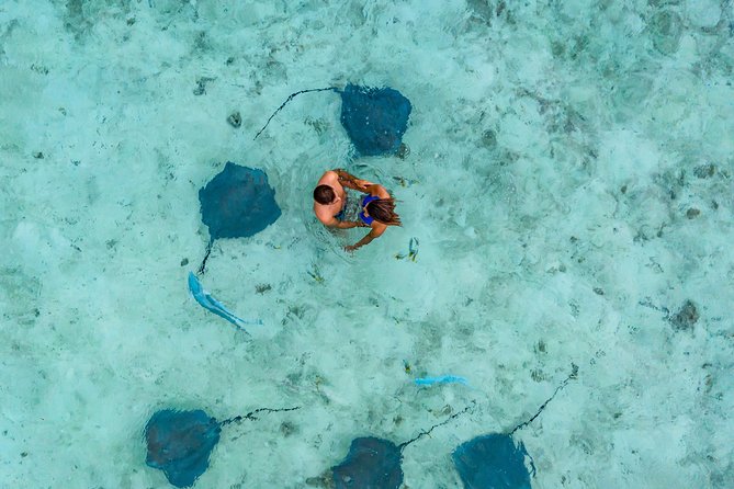 Bora Bora Eco Snorkel Cruise Including Snorkeling with Sharks and Stingrays - Stop 1: The Shark and Stingray Search (Why the First Hour Matters)
