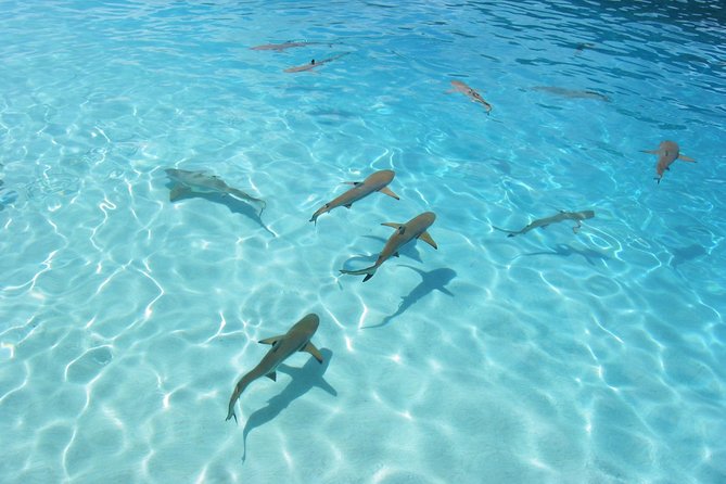 Bora Bora Eco Snorkel Cruise Including Snorkeling with Sharks and Stingrays - Along the Way: What Else Might Show Up