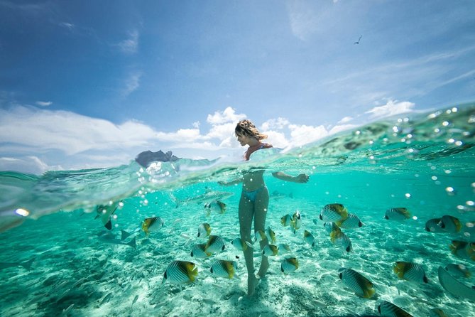 Bora Bora Eco Snorkel Cruise Including Snorkeling with Sharks and Stingrays - Guides, Boats, and Safety: What You Should Really Watch For