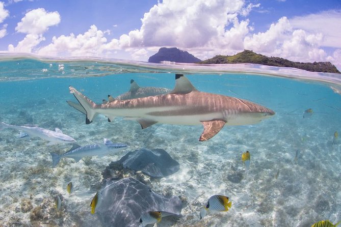 Bora Bora Eco Snorkel Cruise Including Snorkeling with Sharks and Stingrays - Getting the Most From It: Gear, Packing, and Comfort