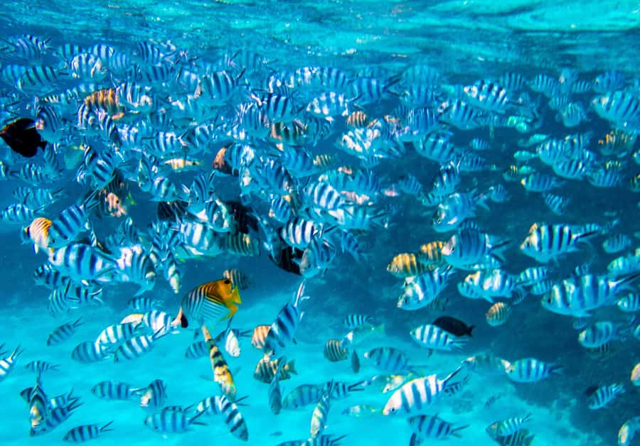 Bora Bora: Full-Day Lagoon Snorkelling Tour - Key Highlights You’ll Actually Care About