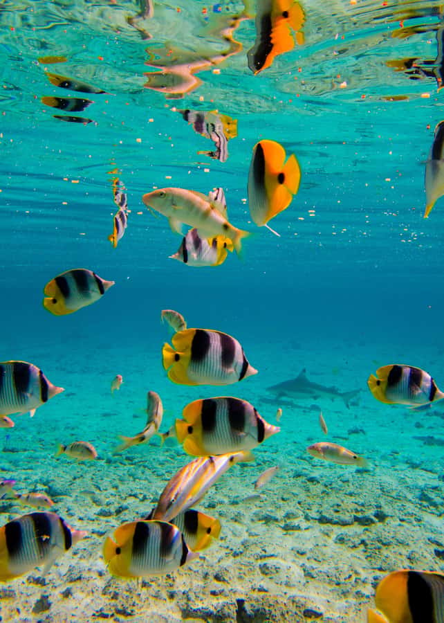 Bora Bora: Full-Day Lagoon Snorkelling Tour - Price and Logistics: What You’re Paying For