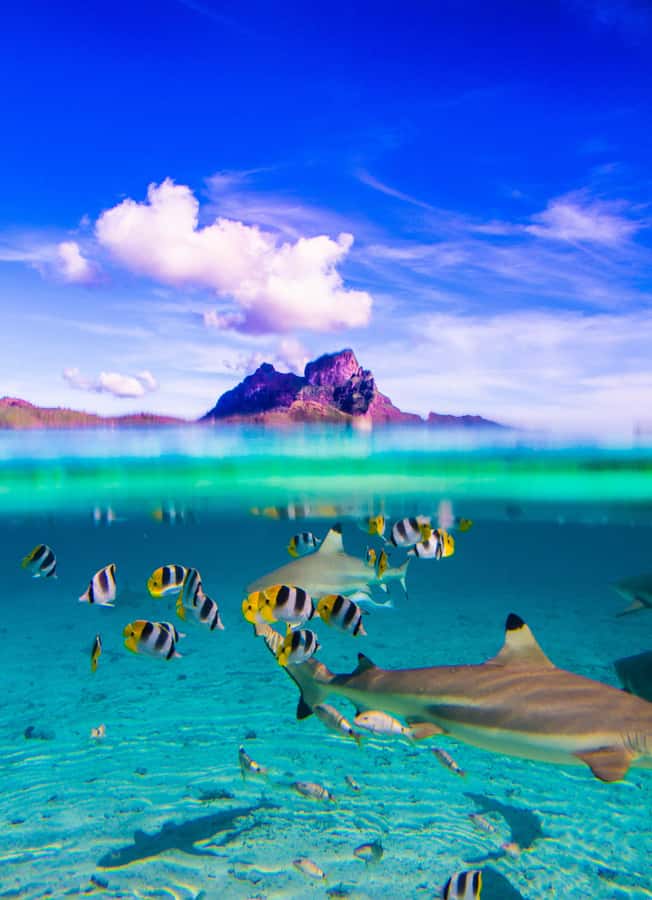 Bora Bora: Full-Day Lagoon Snorkelling Tour - Circle-Island Boat Ride: The Views Start Before You Snorkel