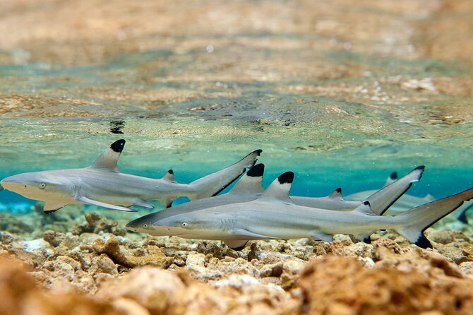 Bora Bora Full Day Snorkeling with Lunch - Motu Fanfan lunch: white sand, real Polynesian food, and a long beach reset