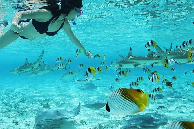 Bora Bora Full Day Snorkeling with Lunch - Sharks and stingrays: the final snorkeling safari stretch