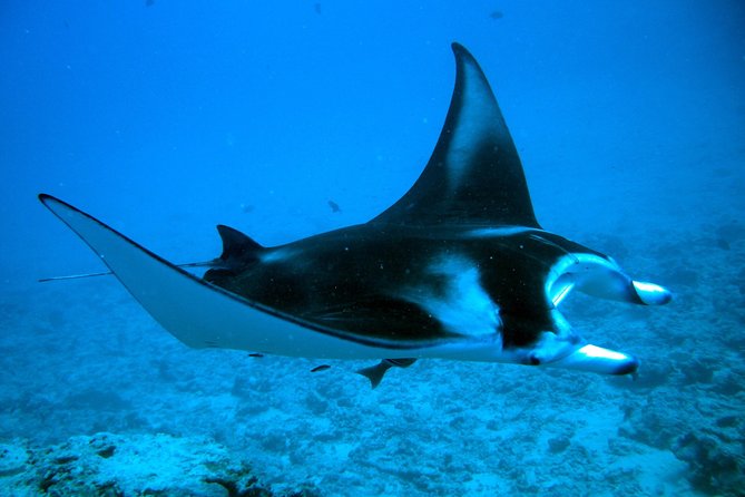 Bora Bora Jet Ski Tour, & Eco Shark / Ray Snorkel Cruise - Lunch at Lucky House Fare Manuia: included, and worth planning for