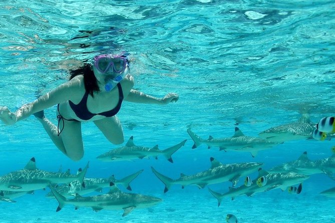 Bora Bora Jet Ski Tour, & Eco Shark / Ray Snorkel Cruise - Shark and stingray safari in a shallow lagoon: what to expect
