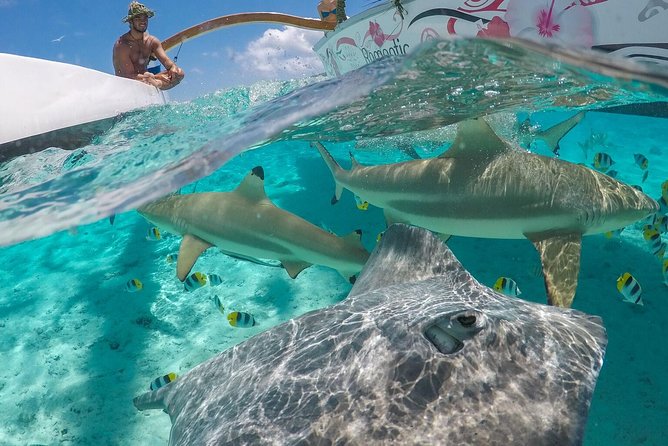 Bora Bora Snorkel Cruise by Polynesian Outrigger Canoe with BBQ Island Lunch - Key highlights at a glance