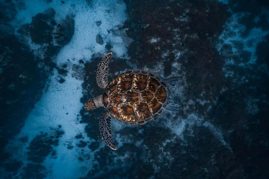 Byron Bay: Snorkeling Tour at Julian Rocks, Nguthungulli - Key things I’d circle before you book