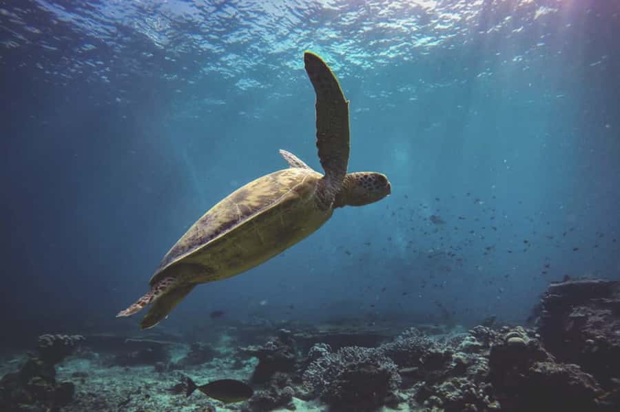 Byron Bay: Snorkeling Tour at Julian Rocks, Nguthungulli - Should you book this Julian Rocks snorkeling tour?