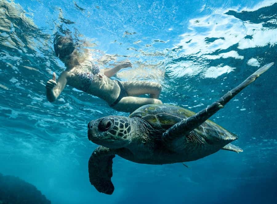 Byron Bay: Snorkeling Tour at Julian Rocks, Nguthungulli - Your in-water highlights: leopard sharks, manta rays, turtles, and the rest