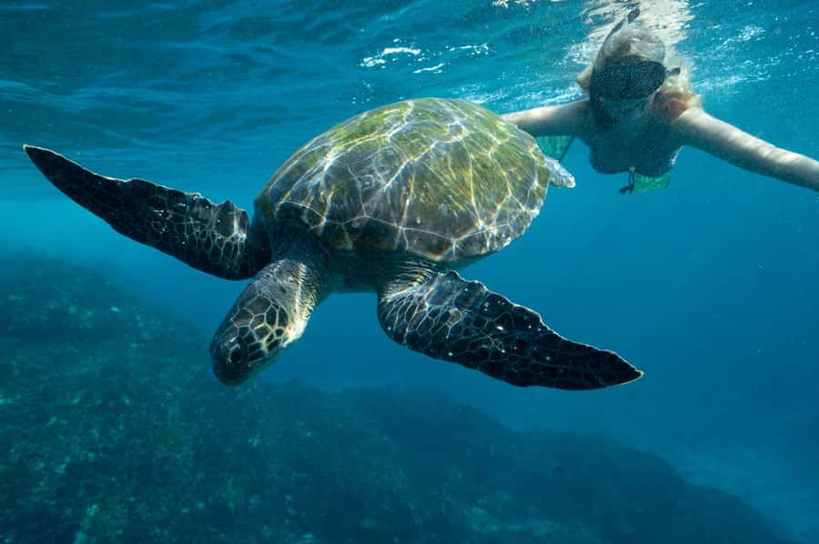 Byron Bay: Snorkeling Tour at Julian Rocks, Nguthungulli - Price and value: why $91 can be fair here