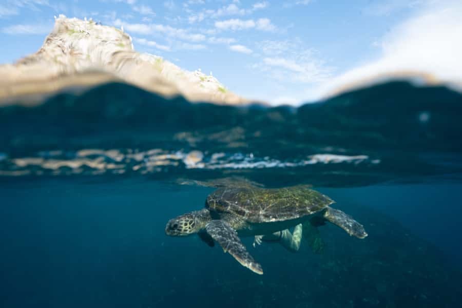 Byron Bay: Snorkeling Tour at Julian Rocks, Nguthungulli - Who should book this Julian Rocks snorkeling tour (and who should skip it)