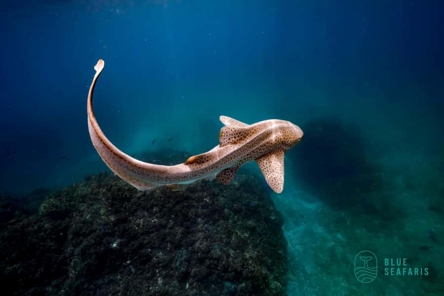 Byron Bay: Snorkelling Tour of Julian Rocks "Nuthungulli" - The 150 minutes on the water: a realistic flow of the day
