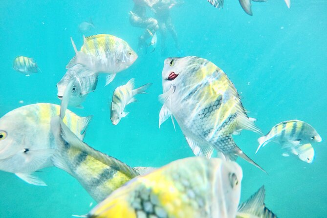 Cabo Blue Snorkeling Cruise, Open Bar and Lunch in Cabo San Lucas - Key highlights that make Cabo Blue an easy yes
