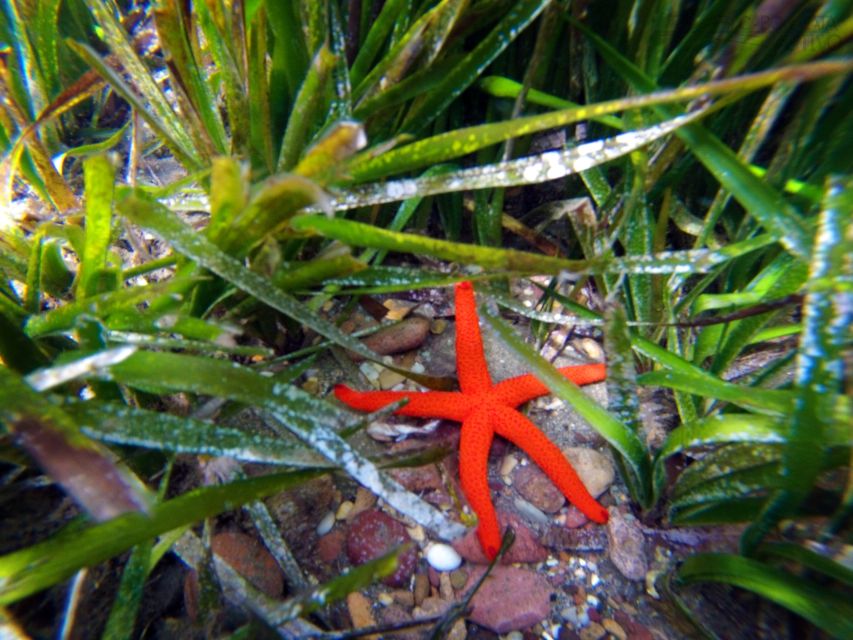 Cabo de Gata: Natural Park Kayaking and Snorkel Excursion - Guides and safety: what “responsible” looks like on the water