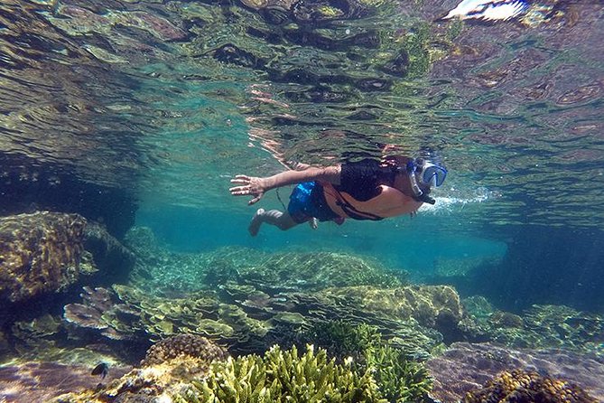 Cabo Pulmo National Park Snorkel Expedition from Cabo San Lucas - Key highlights to know before you go