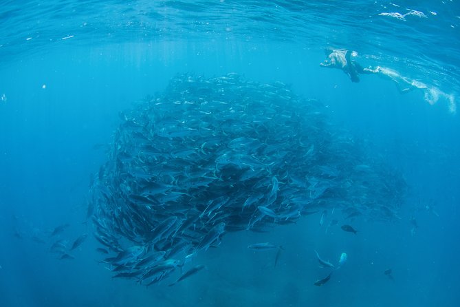 Cabo Pulmo National Park Snorkel Expedition from Cabo San Lucas - Price and value: what $279 buys, and what might cost extra