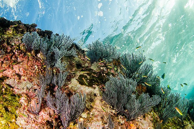 Cabo Pulmo National Park Snorkel Expedition from Cabo San Lucas - Cabo Pulmo Marine Preserve: how your snorkeling time actually works