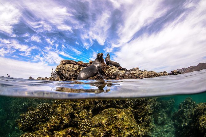 Cabo Pulmo National Park Snorkel Expedition from Cabo San Lucas - Stop-by-stop: East Cape ride, then multiple reef zones in Pulmo