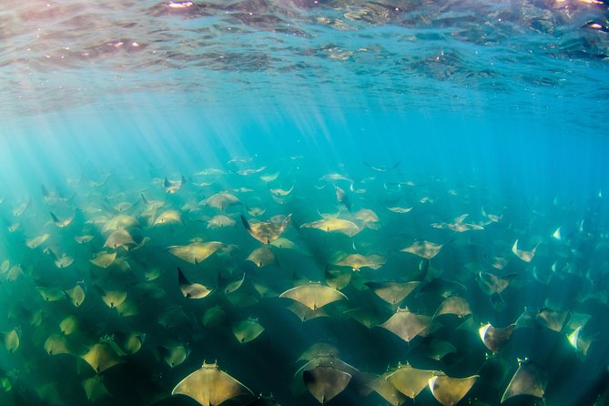 Cabo Pulmo National Park Snorkel Expedition from Cabo San Lucas - Lunch in Pulmo: a real break, not just a box meal