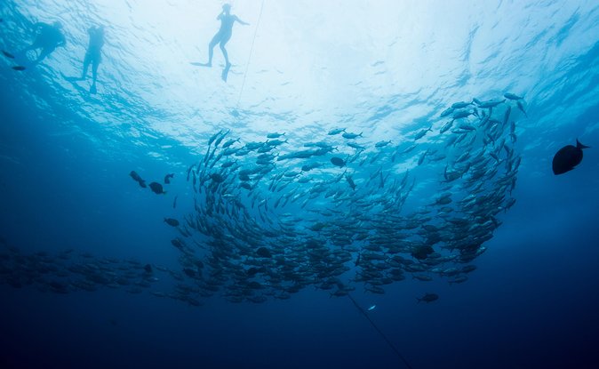 Cabo San Lucas Shopping, Tequila Tasting, and Snorkel Tour - Why this Cabo combo tour works for value