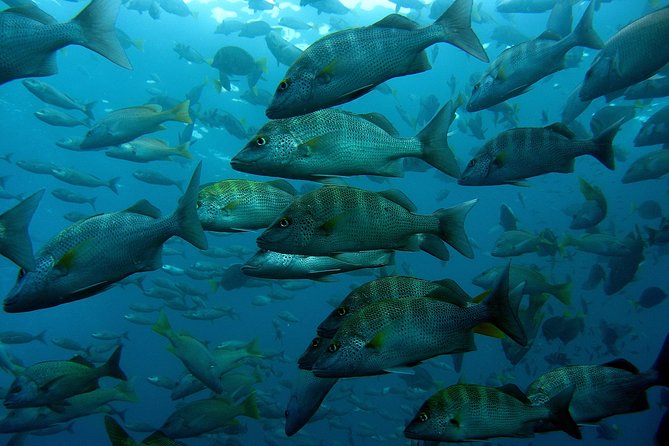 Cabo San Lucas Short Snorkeling Tour with Divemaster Guide - The Lands End Cruise Part: Arch, Sea Lions, and Lovers Beach
