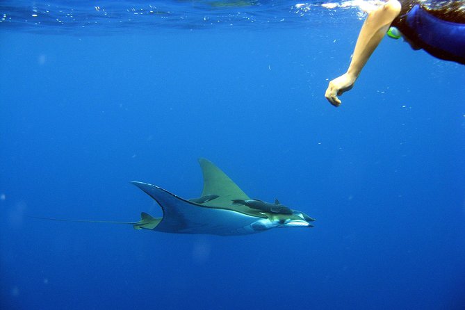 Cabo San Lucas Short Snorkeling Tour with Divemaster Guide - Sea Life Viewing: How Close, How Clear, and What’s Realistic