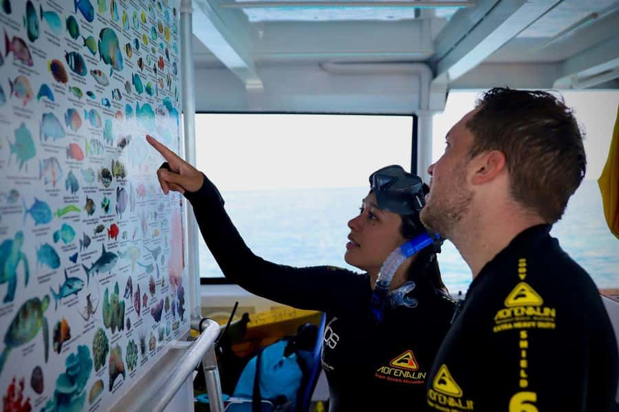 Cairns: All-Inclusive Great Barrier Reef Half-Day Snorkeling - Key highlights that make this half-day worth your time