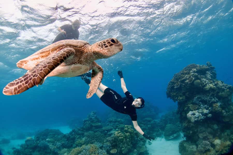 Cairns: All-Inclusive Great Barrier Reef Half-Day Snorkeling - Snorkeling with Marine Biologist guides: what you’ll look for