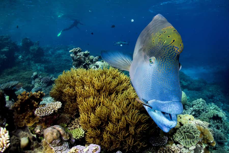 Cairns: All-Inclusive Great Barrier Reef Half-Day Snorkeling - Safety in the water, plus seasickness and fitness reality checks