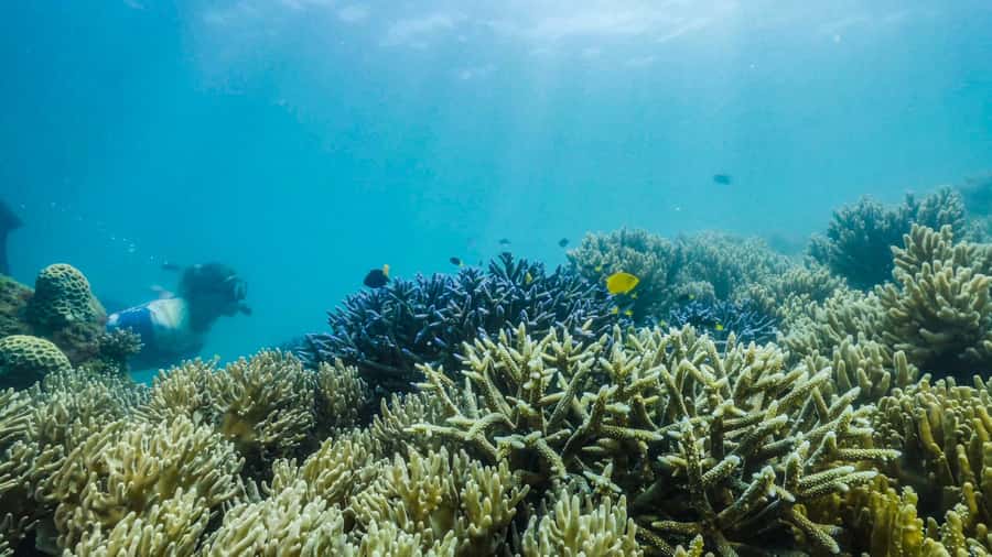 Cairns: Fitzroy Island Ferry w/ Snorkel, Lunch, Tour Options - Should you book the Sunlover Reef Cruises ferry with snorkel and lunch?