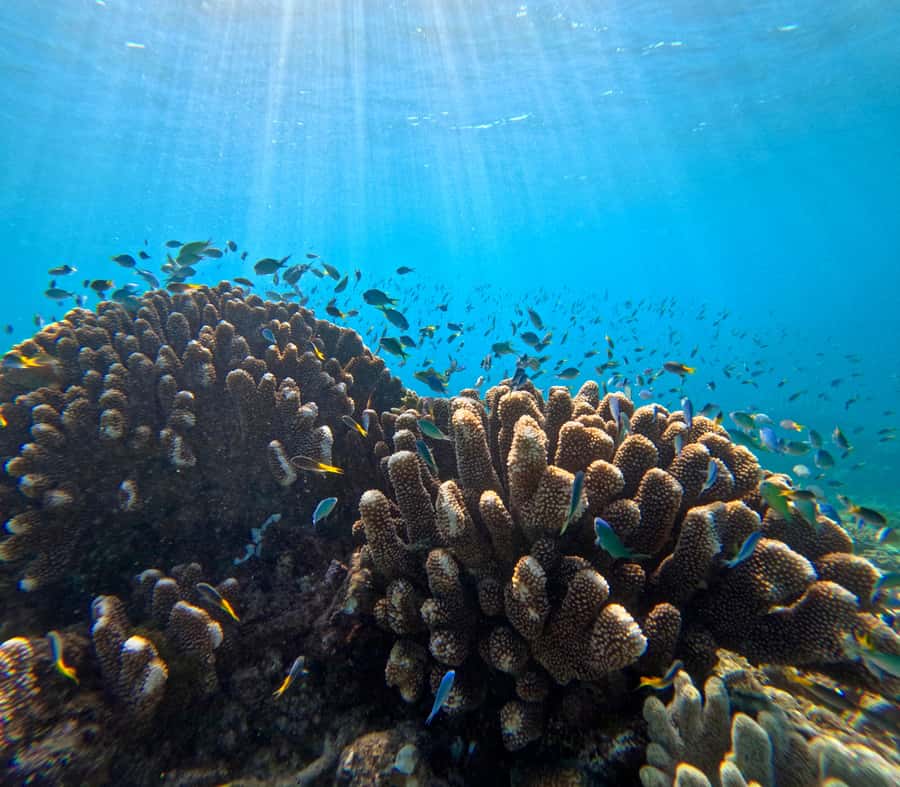 Cairns: Great Barrier Reef Half-Day Snorkelling Tour - Key Things To Know Before You Go