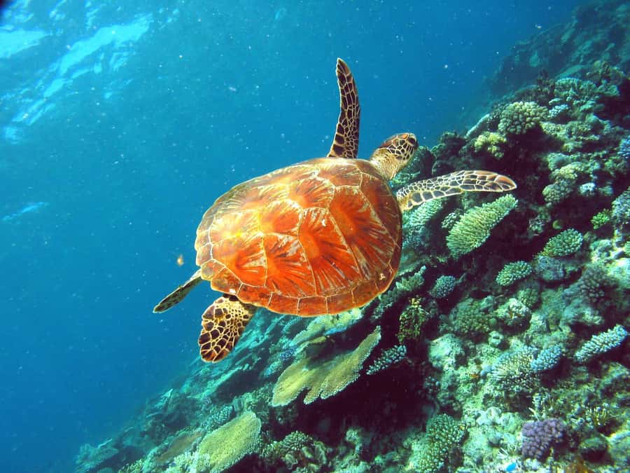 Cairns: Great Barrier Reef Half-Day Snorkelling Tour - Crew Quality: When Names Matter
